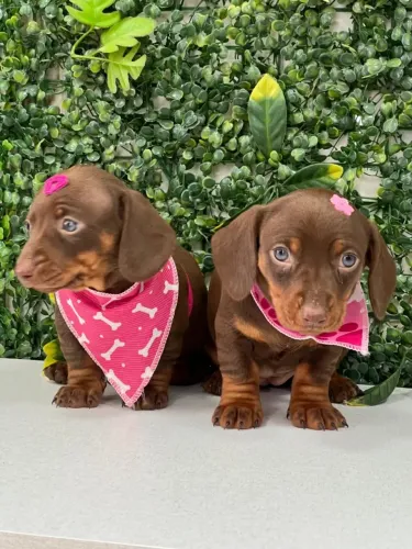 Dachshund chocolate lindo