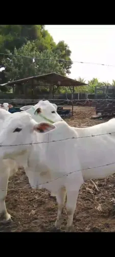 Vacas e bezerros nelore