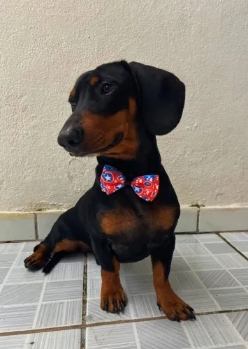 Cachorro 