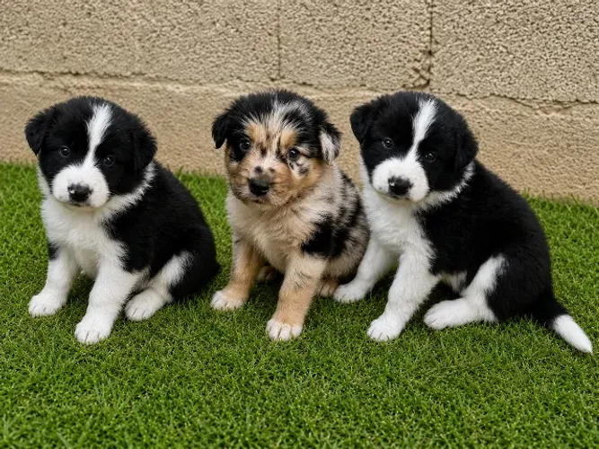 FILHOTES DE BORDER COLLIE COM 35 DIAS!!!