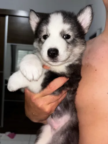 Husky siberiano 