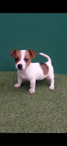 Jack Russel maravilhosos filhotes a pronta entrega 