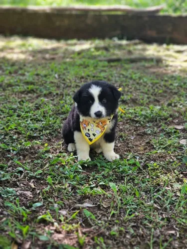 Border  Collie | Canil 100% Regularizado
