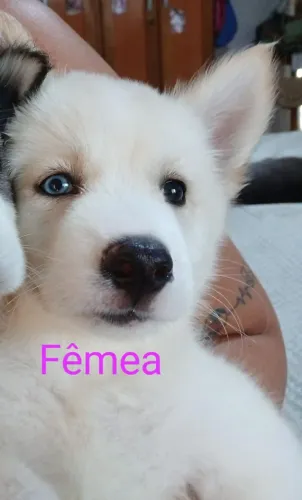 Husky siberiano 