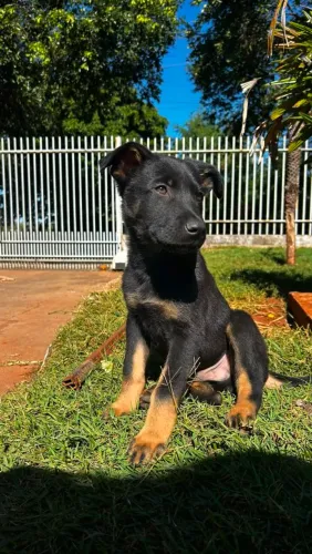 Filhotes cachorro Pastor com 60 dias desverminados e vacinados