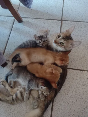 Gato pra adoção
