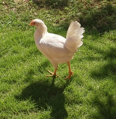 Vendo um casal de galinhas de ovo azul