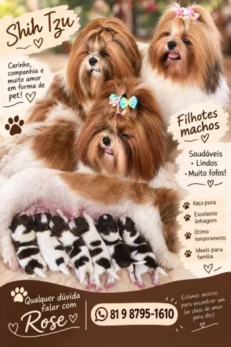 Cachorro macho