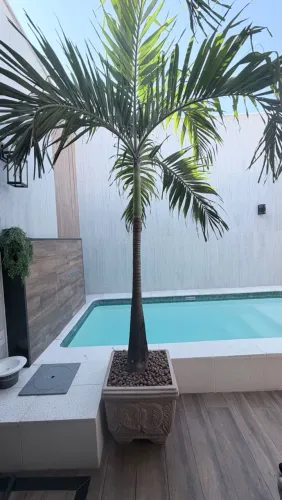 Palmeira