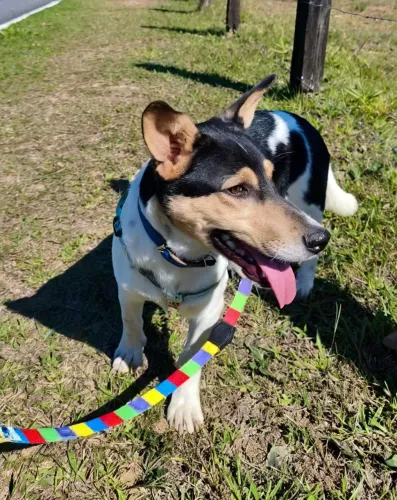 Doação Cachorro Macho, 9 Meses