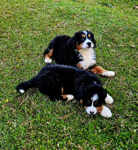 Filhotes Bernese