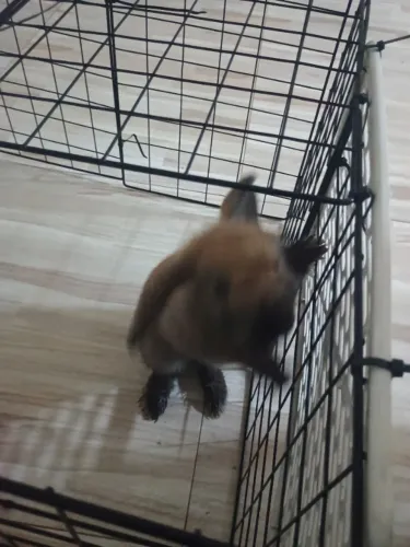 Coelha mini loop 
