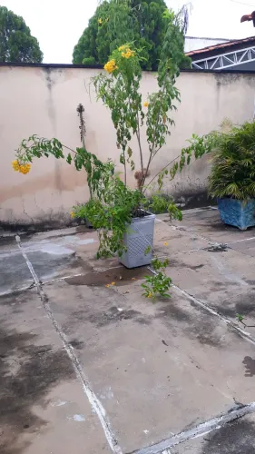Vendo jarros de plantas,100 reais cada um