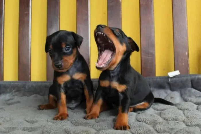 Filhotes Pinscher/Pincher super saudáveis e dócil com contrato de venda