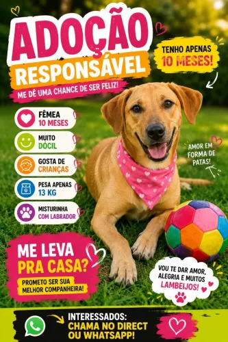 Doação mestiça com labrador filhote