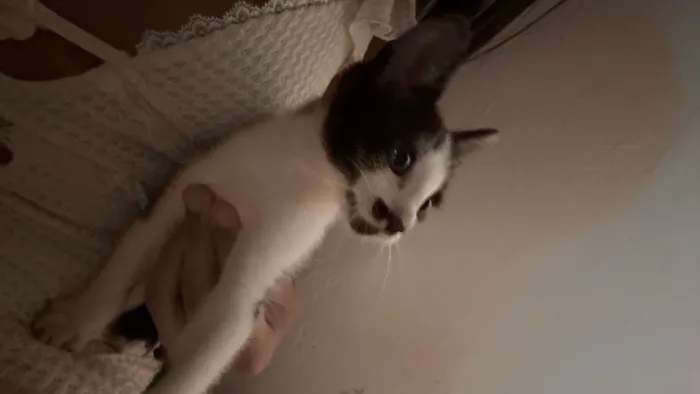 Gatinho macho para Doação