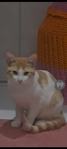 Doa-se gato macho