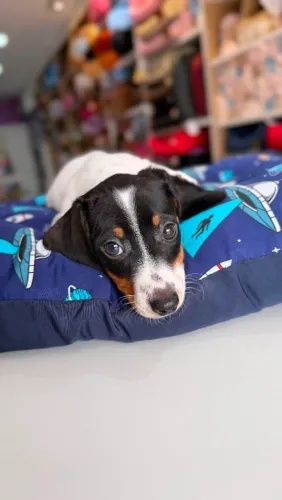 DASCHUND MINI MACHO