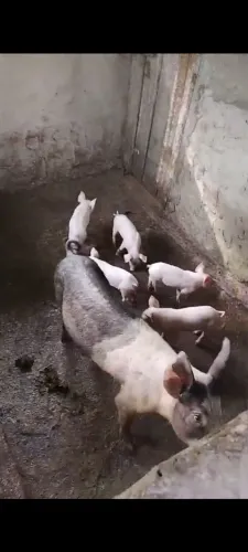 Vendo filhote de porco