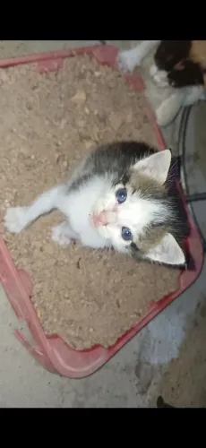 Gata fêmea