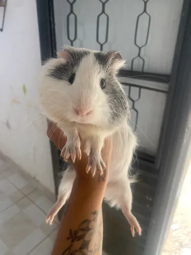 Porquinho da Índia 