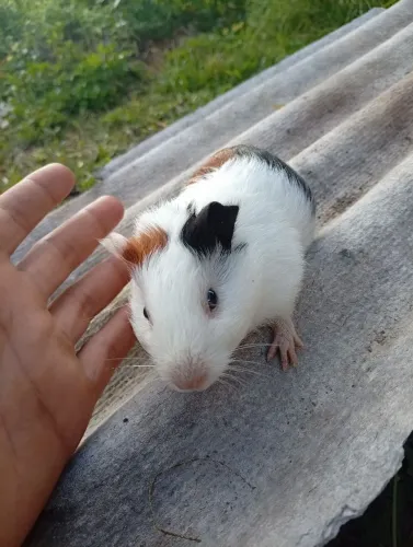 Porquinho Da índia