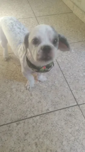 Vendo cachorro shitzu mini macho.
