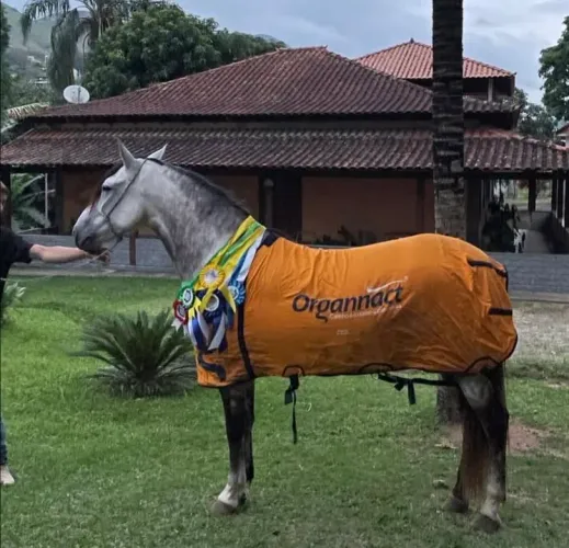 CAVALO REGISTRADO MANGALARGA CASTRADO!