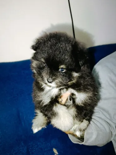 Filhote de Spitz alemão anão macho Black and tan