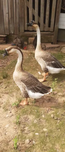Casal de Ganso Sinaleiro 500,00