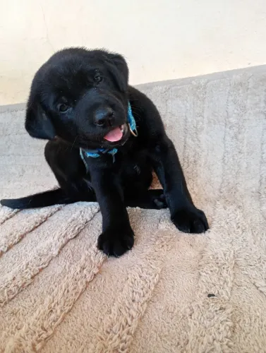 Labrador Macho