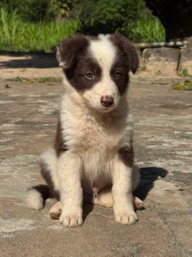 Boder collie Troca