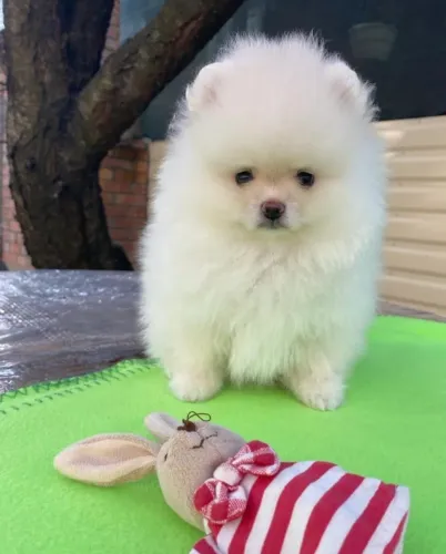 Cachorro Spitz Alemao filhote puro oportunidade limitada
