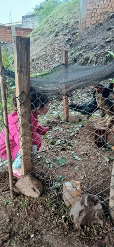 Galinhas segunda postura sao da raça de briga bem dóceis pesam mais ou menos 3k cada