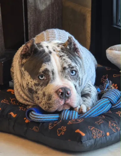 American bully 