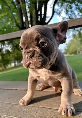 Bulldogue Francês - Emocionais E Cativantes 