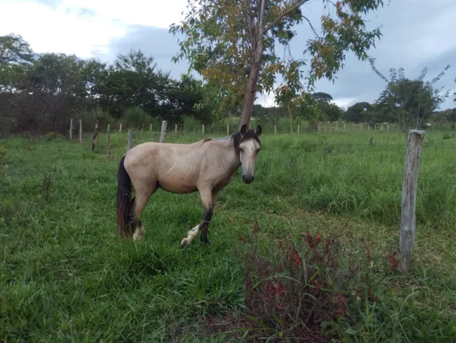 Potro mangalarga para venda