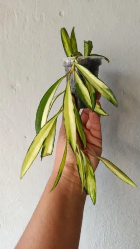 Hoya waytii variegata - planta rara