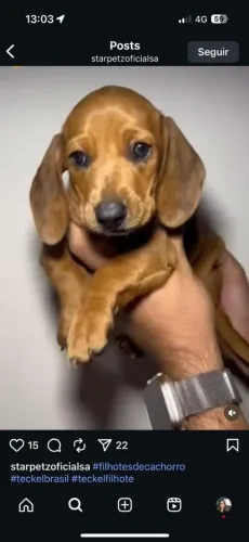 A raça mais incrível do mundo Dachshund (Teckel)