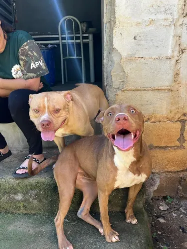 Filhotes de Pitbull 