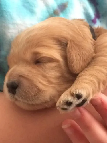 Golden retriever docil e inteligente
