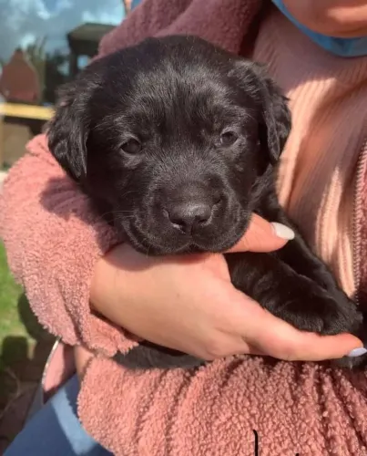 Labrador filhotes 