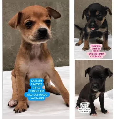 Doação de pinscher