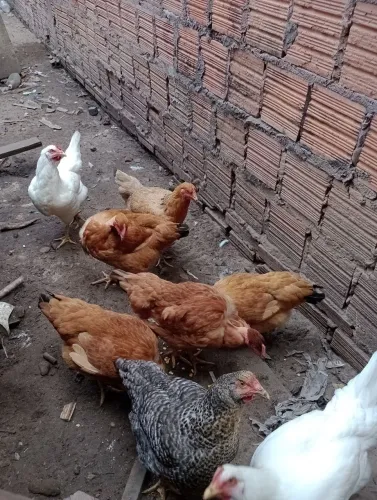 Venda de galinhas