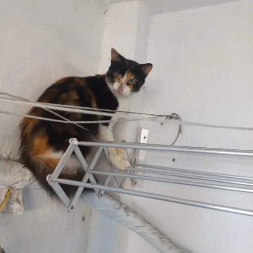 Gata fêmea castrada 
