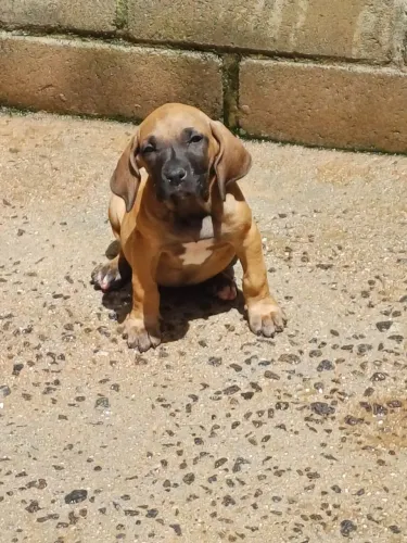 Fila Brasileiro