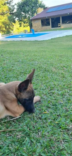 Malinois (malinoa)