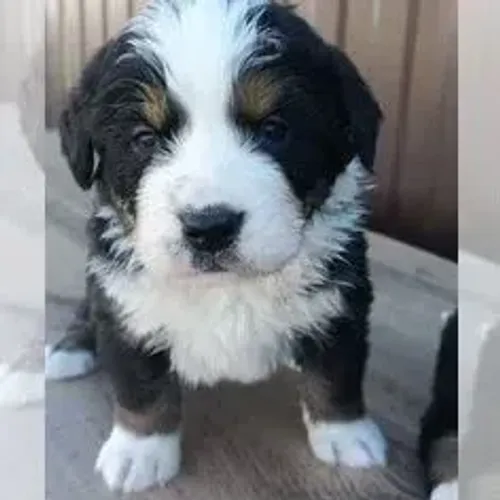 Bernese Mountain Dog,Bernese Mountain Dog Filhote Top Padrão da Raça