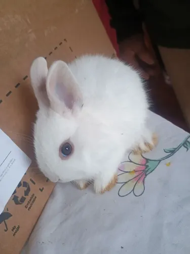 Vendo coelhos anão nerteland