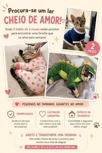 Doação de gatinhos